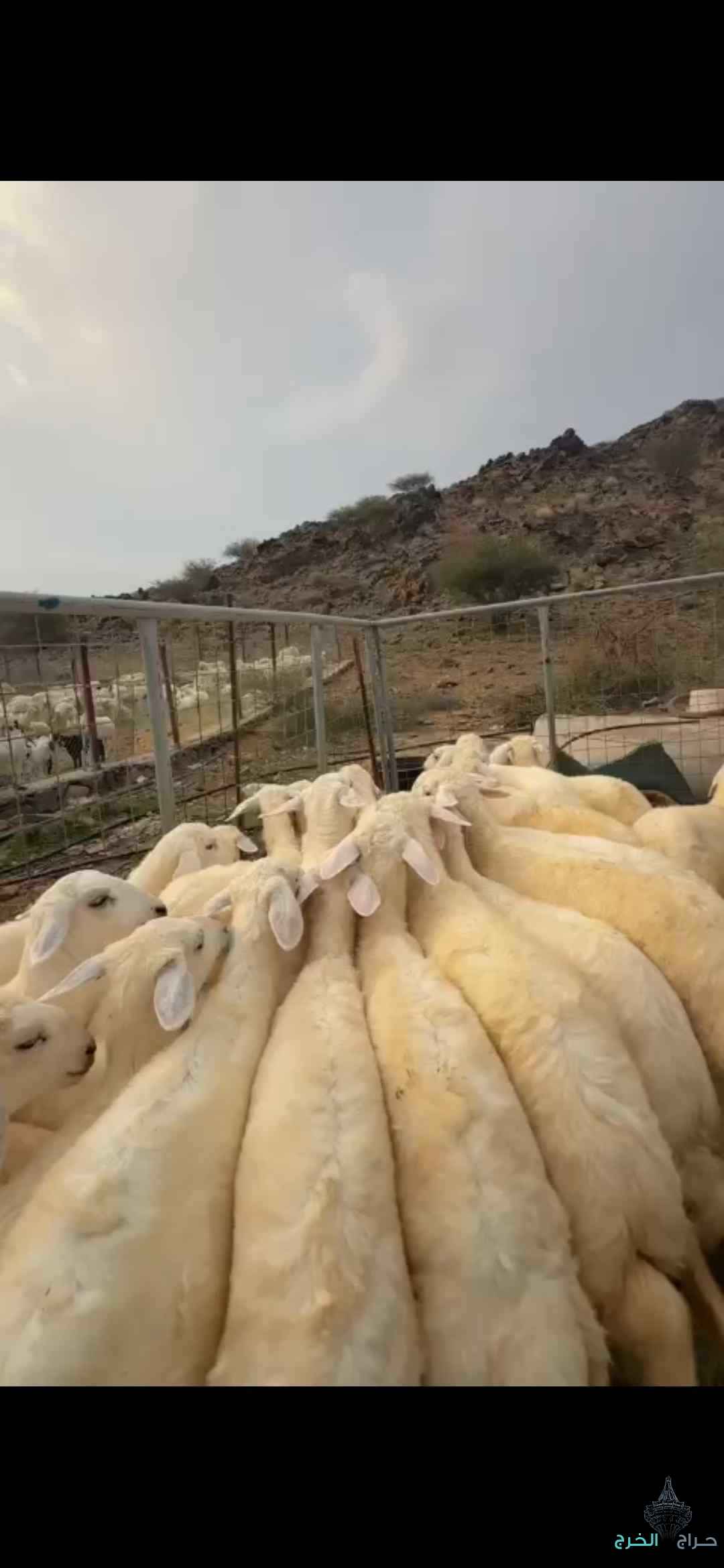 رخال تأسيس مراح 