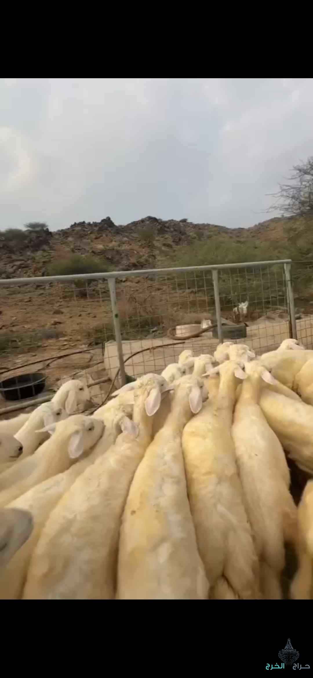رخال تأسيس مراح 