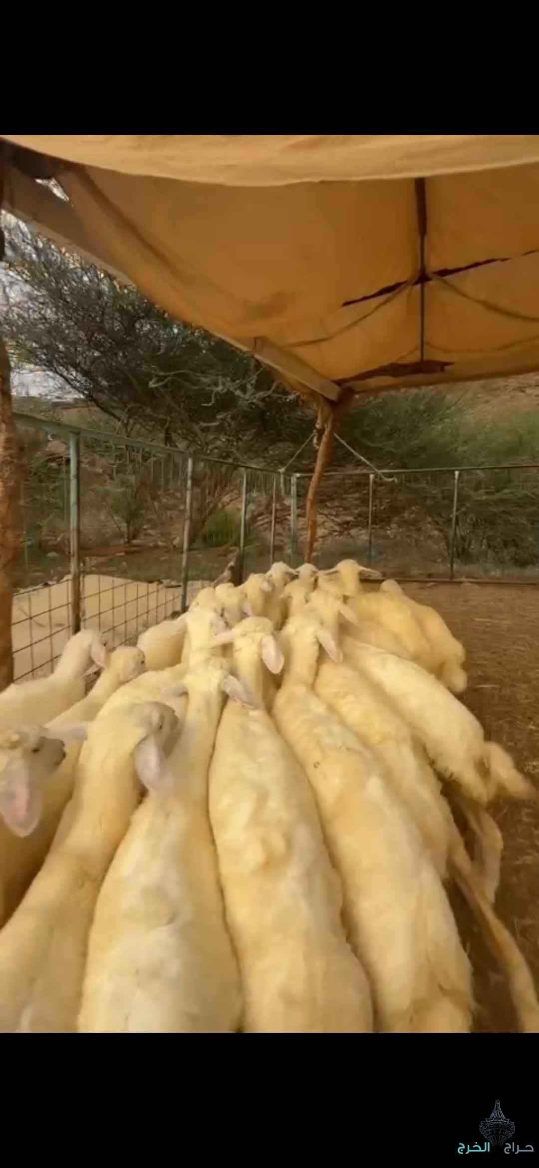 رخال تأسيس مراح 