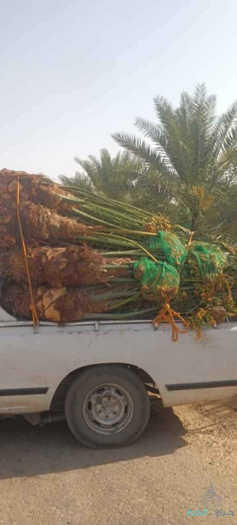 نخيل مثمر للبيع وكما يتوفر لدينا كميات من التمور الفاخره
