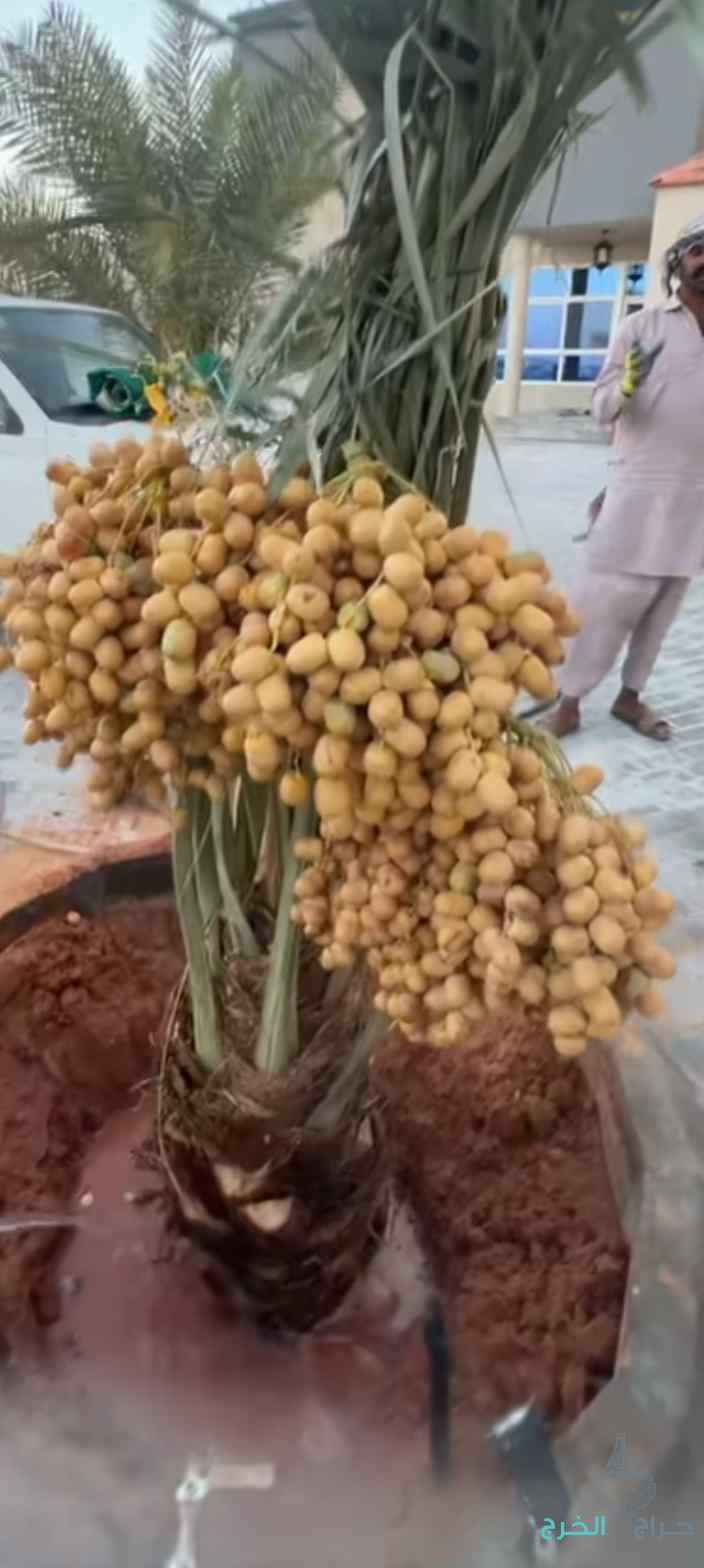 نخيل مثمر للبيع وكما يتوفر لدينا كميات من التمور الفاخره