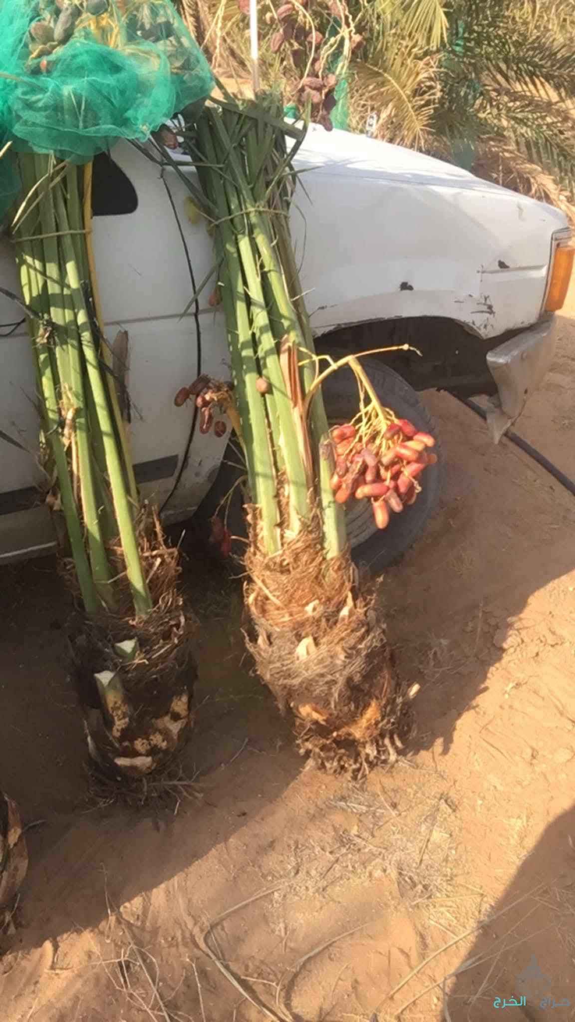 نخيل مثمر للبيع وكما يتوفر لدينا كميات من التمور الفاخره