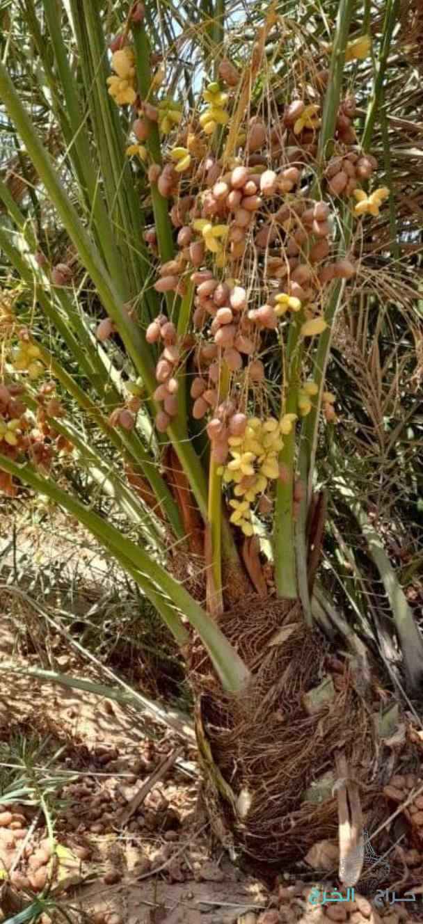 نخيل مثمر للبيع  وكما يتوفر لدينا كميات من التمور الفاخره