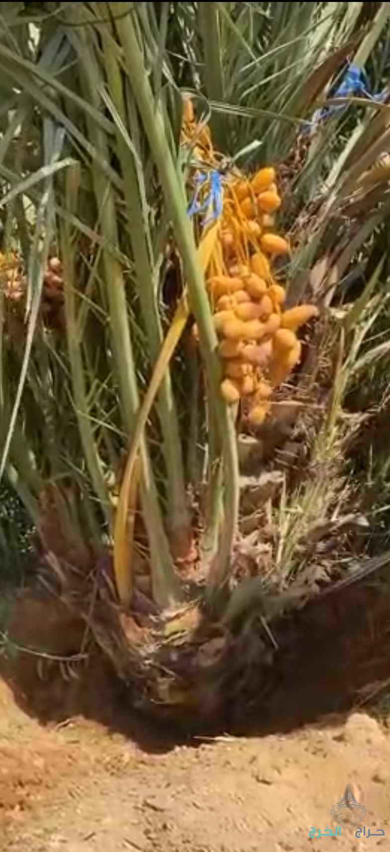 نخيل مثمر للبيع 