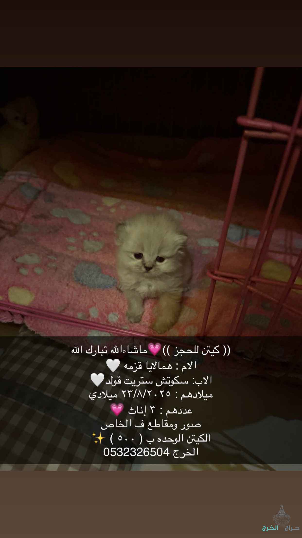 الخرج