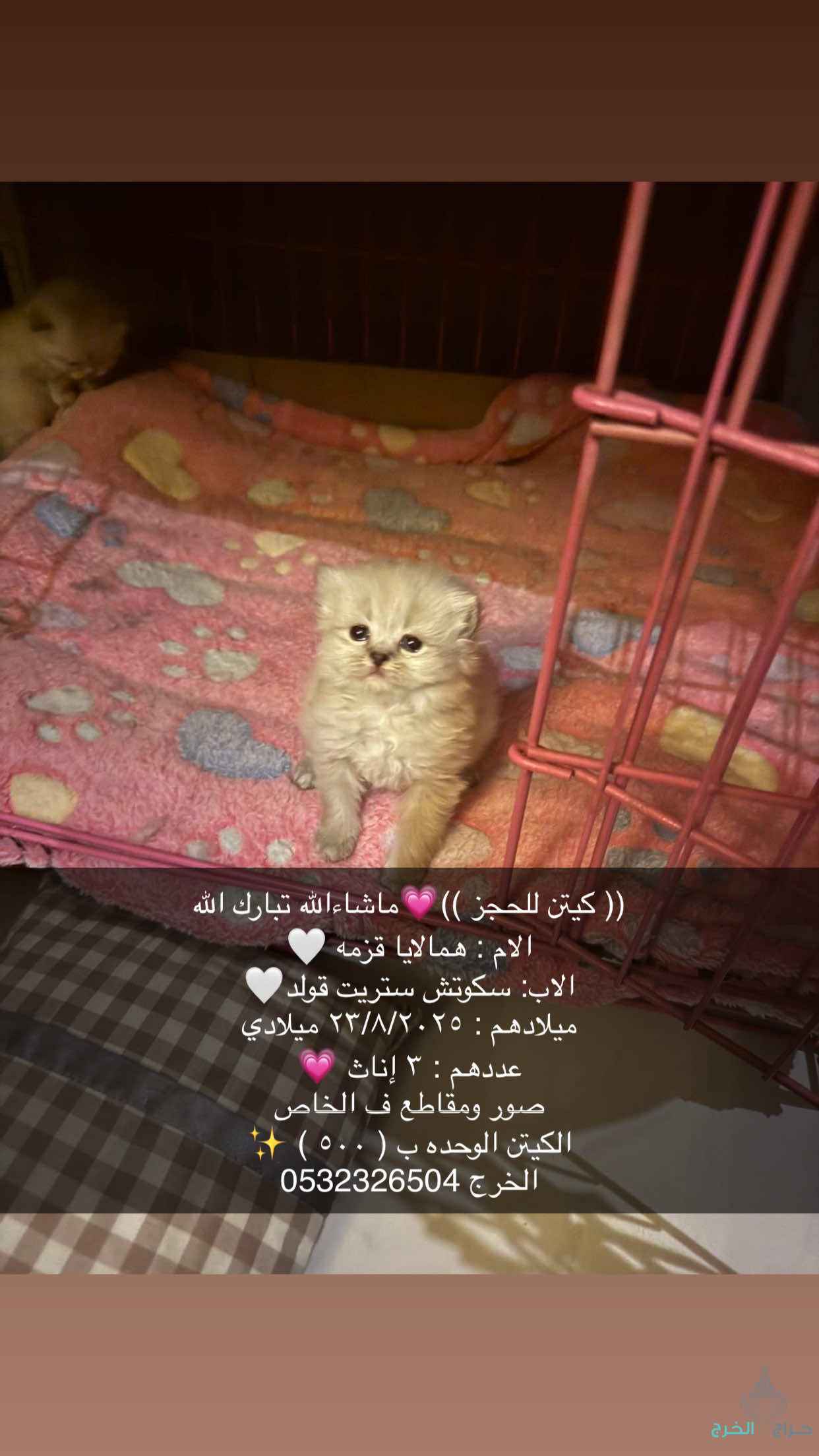 الخرج