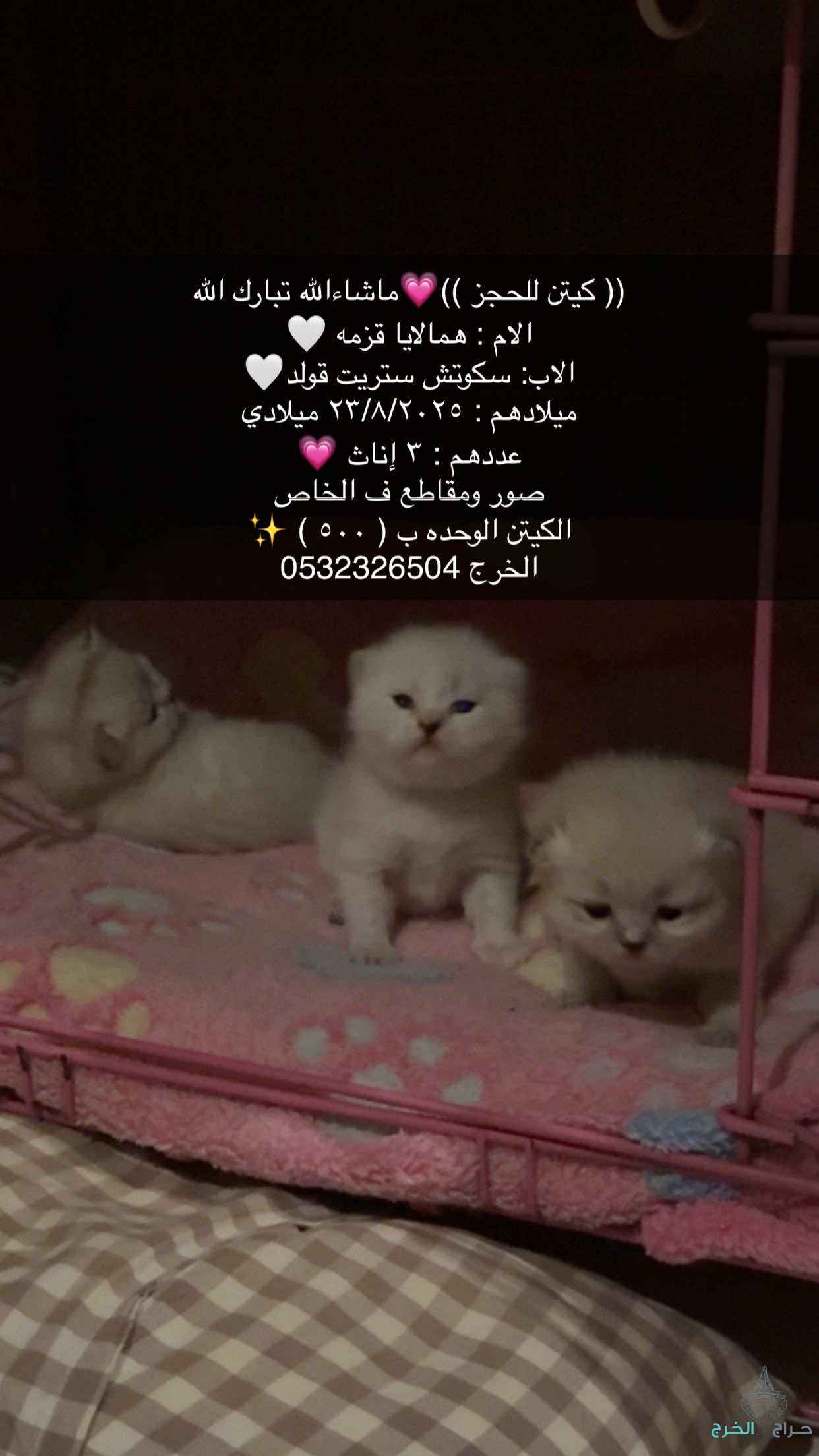 الخرج