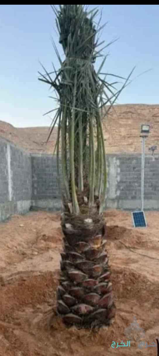 نخيل مثمر للبيع 