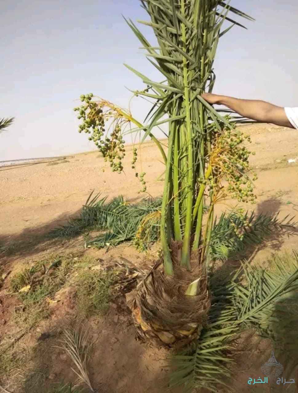 نخيل للبيع عربي مثمر وزينه واشنطني امريكي 