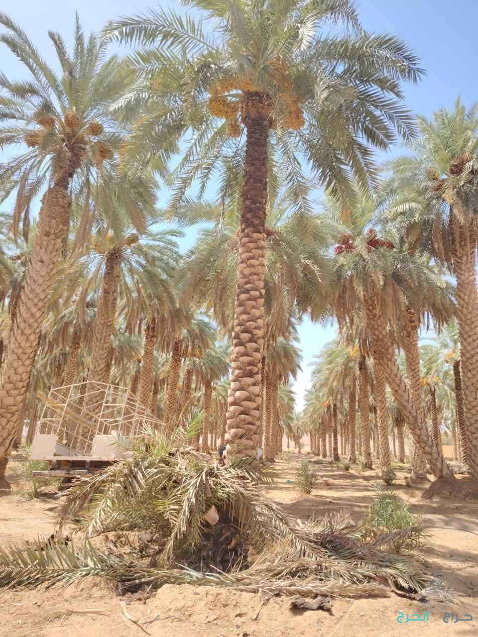 نخيل للبيع عربي مثمر وزينه واشنطني امريكي 