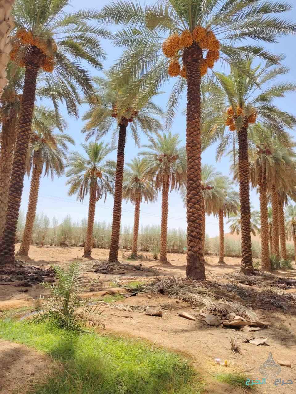 نخيل للبيع عربي مثمر وزينه واشنطني امريكي 