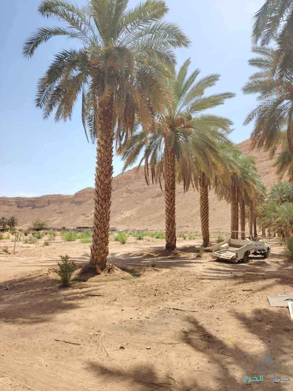 نخيل للبيع عربي مثمر وزينه واشنطني امريكي 