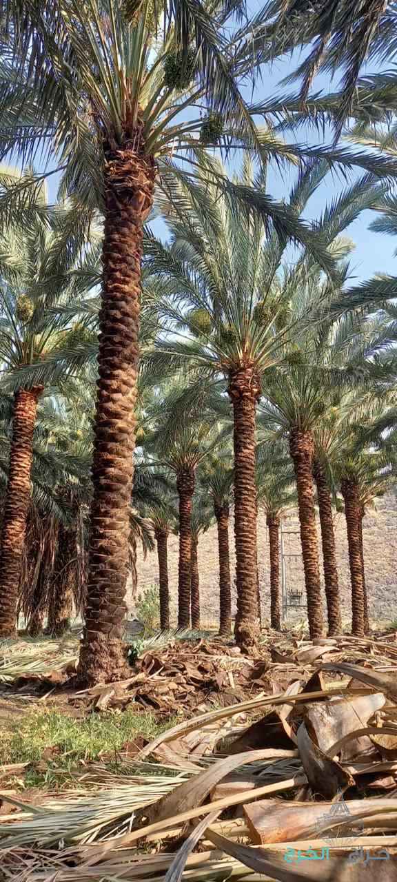 نخيل للبيع عربي مثمر وزينه واشنطني امريكي 