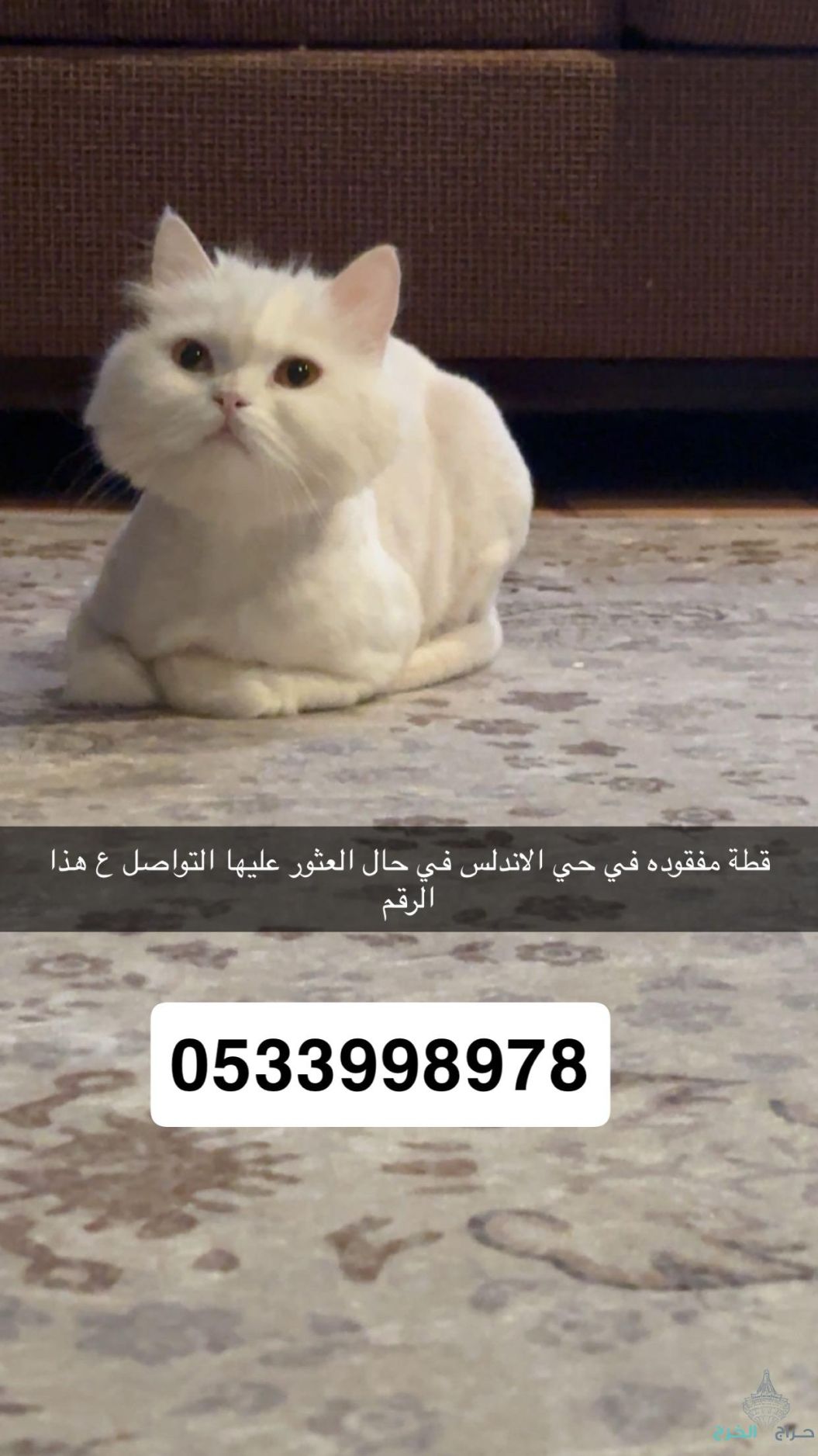 قطوه مفقوده الخرج حي الاندلس