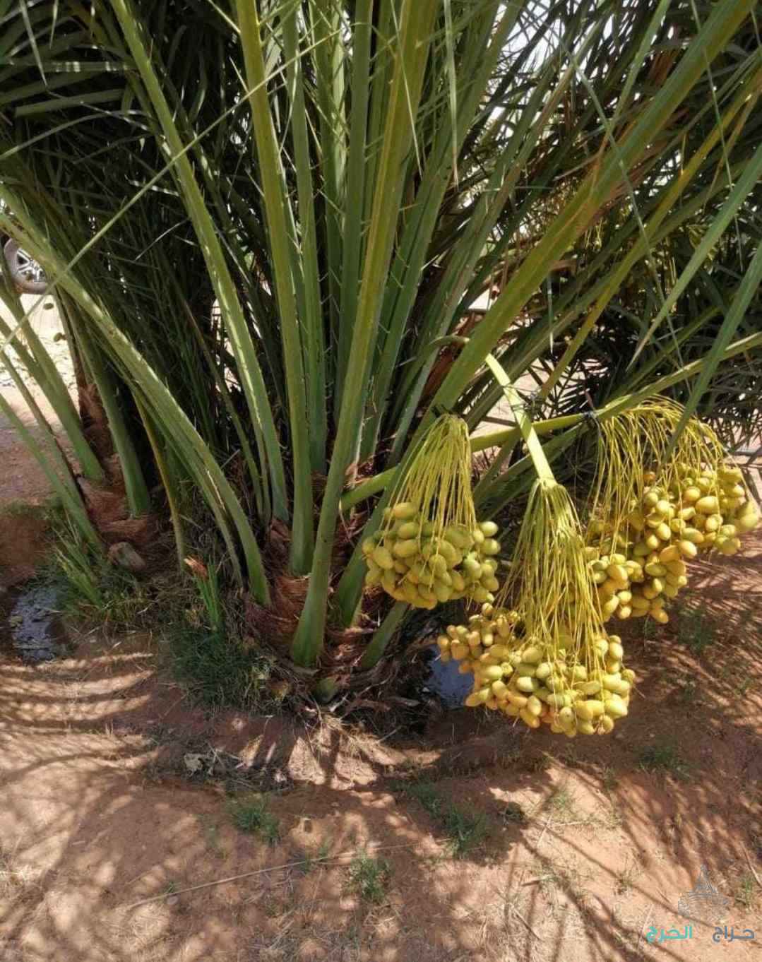 نخل مثمر نخيل نقايل إخلاص سكري برحي صقعي شيشي مجدول 