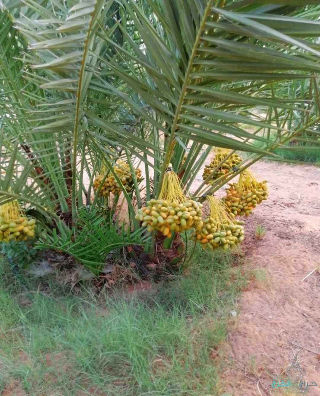 نخل مثمر نخيل نقايل إخلاص سكري برحي صقعي شيشي مجدول 