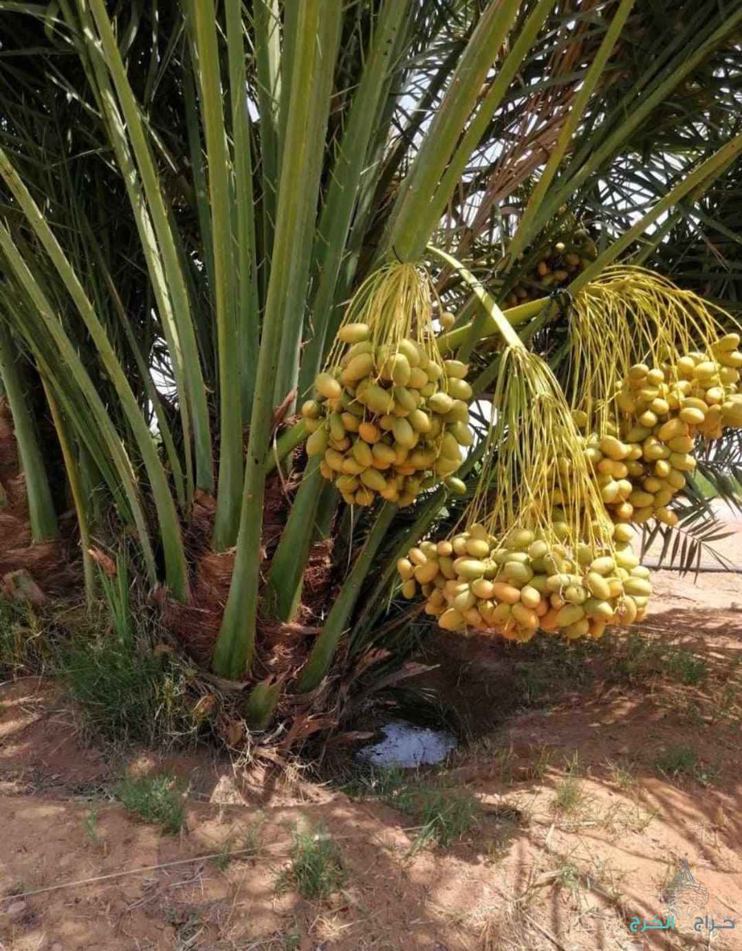 نخل مثمر نخيل نقايل إخلاص سكري برحي صقعي شيشي مجدول 