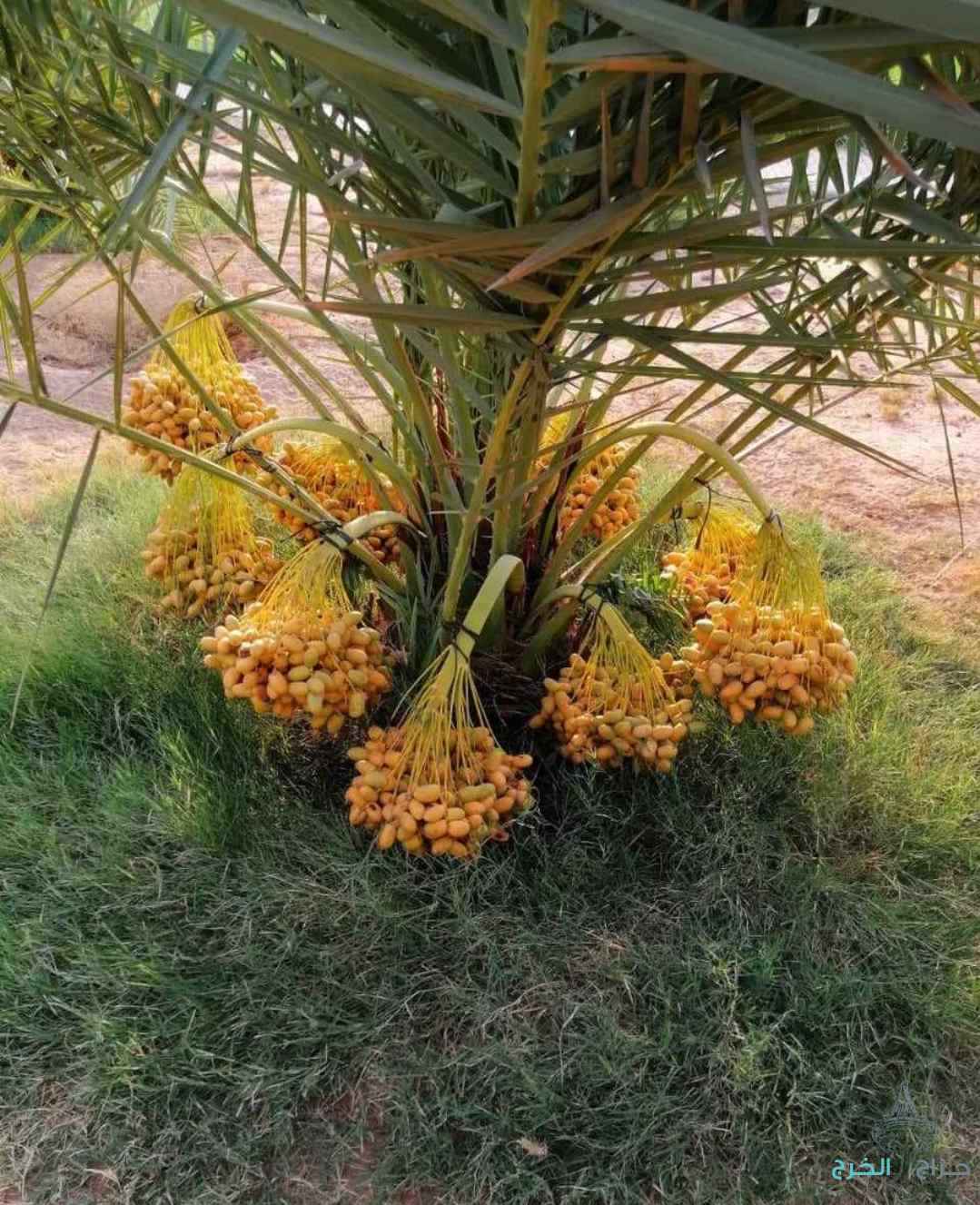 نخل مثمر نخيل نقايل إخلاص سكري برحي صقعي شيشي مجدول 