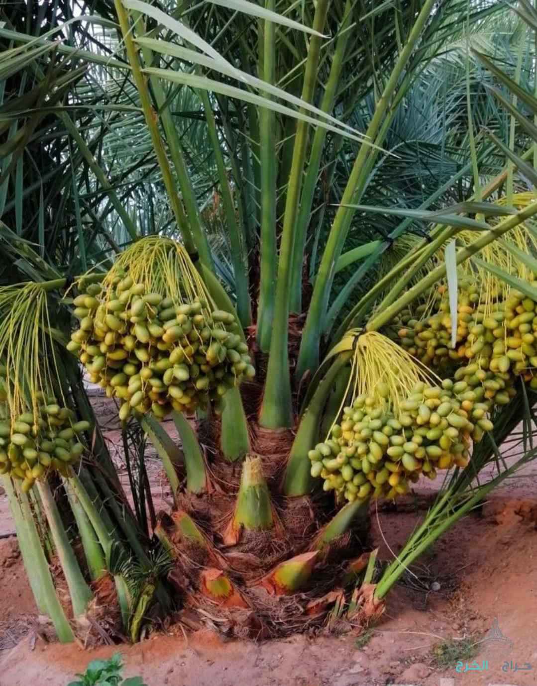 نخل مثمر نخيل نقايل إخلاص سكري برحي صقعي شيشي مجدول 