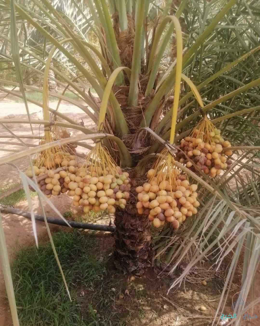 نخل مثمر نخيل نقايل إخلاص سكري برحي صقعي شيشي مجدول 