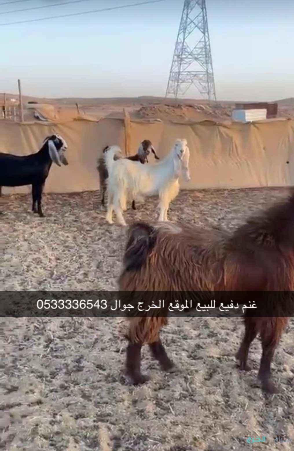 الخرج