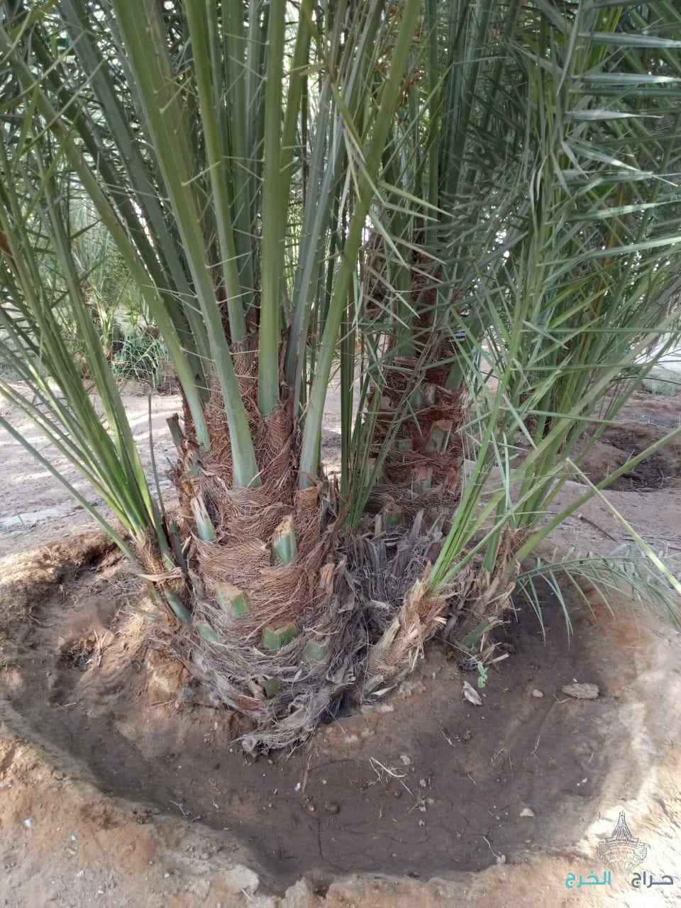 يوجد لدينه جميع فصئل النخيل ويوجد عماله للقاح والتكريب النخيل 