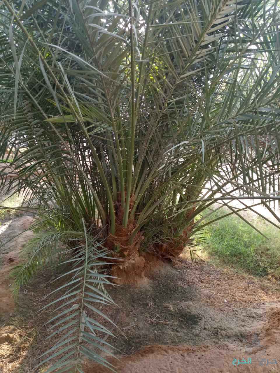 يوجد لدينه جميع فصئل النخيل ويوجد عماله للقاح والتكريب النخيل 