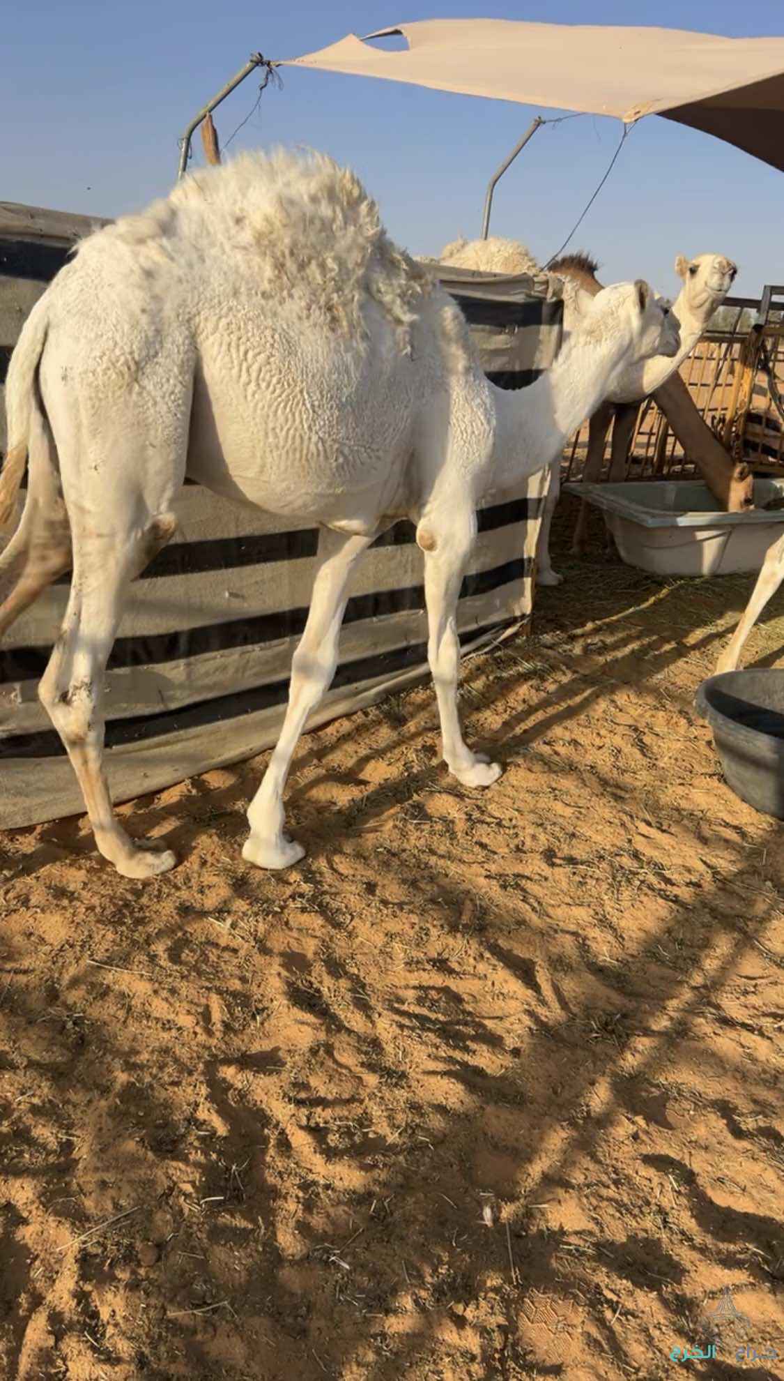 قعدان قصب 