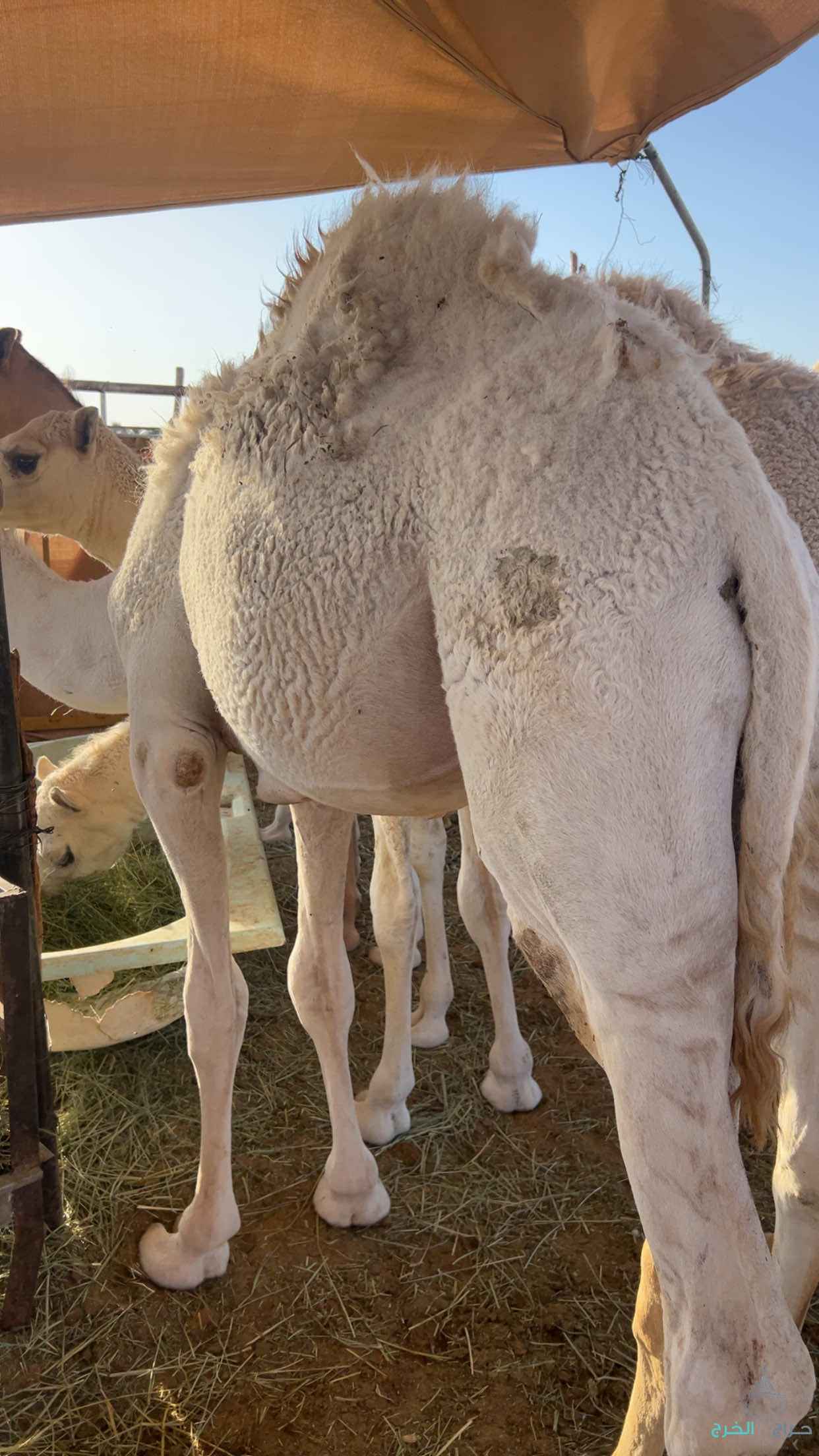 قعدان قصب 