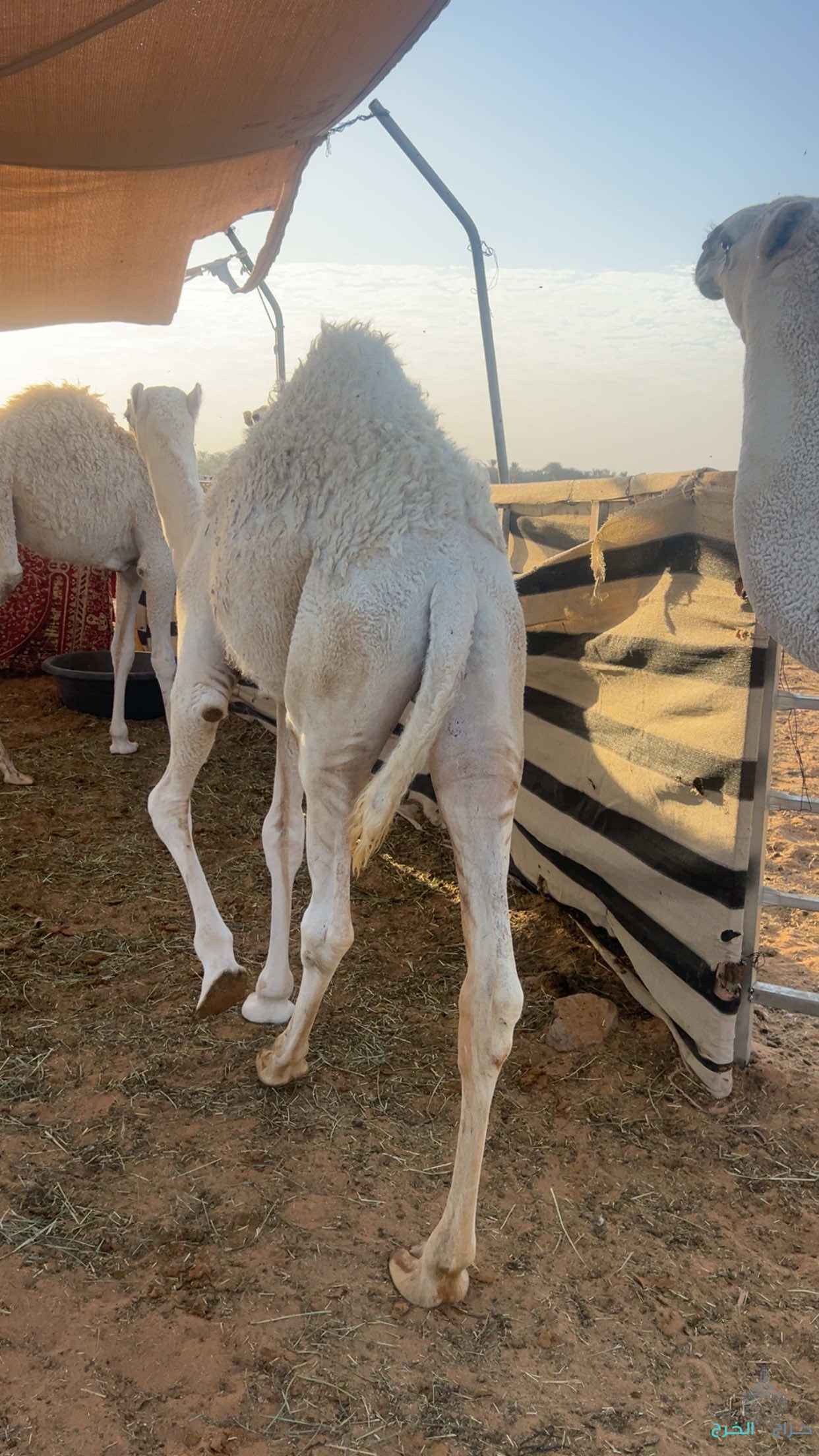 قعدان قصب 