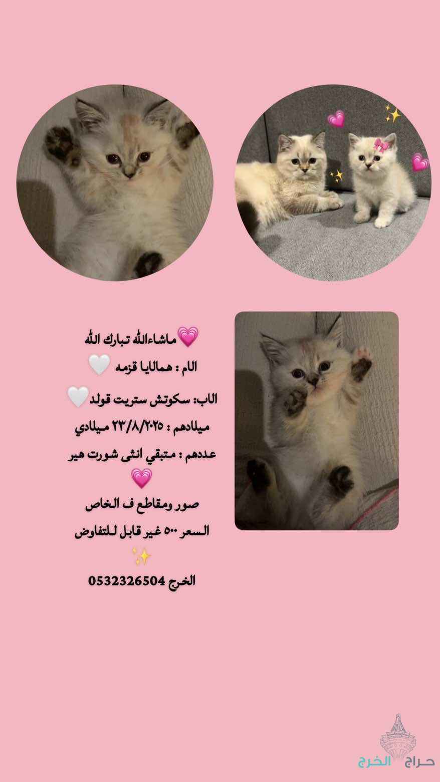 الخرج حي الورود 