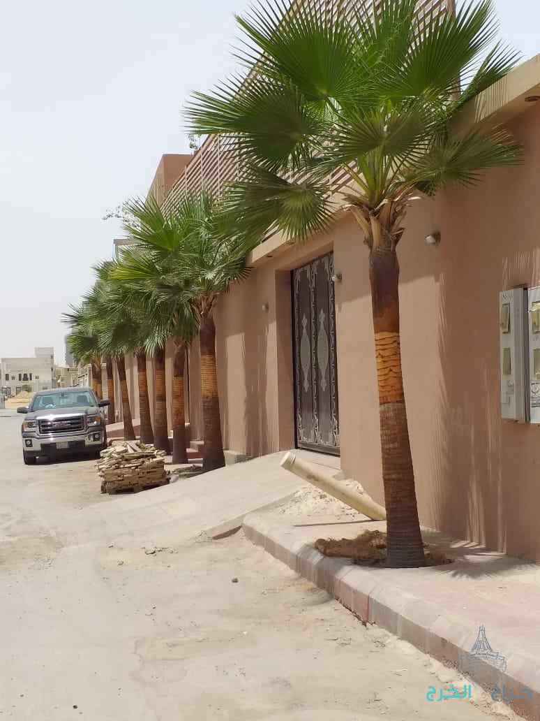 نخل واشنطن 