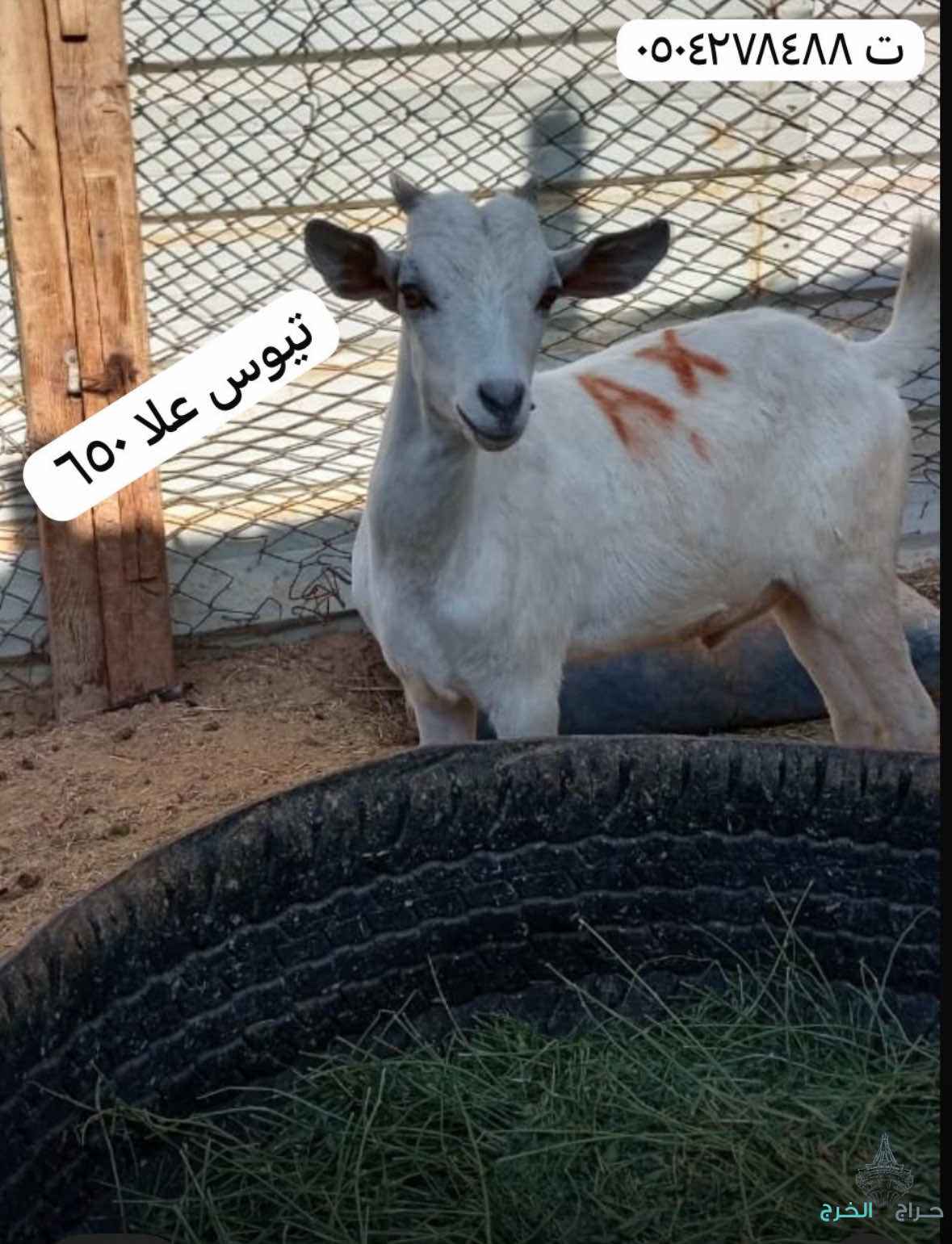 الخرج