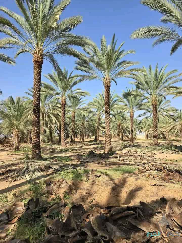 مقاول نخيل عربي وواشنطوني