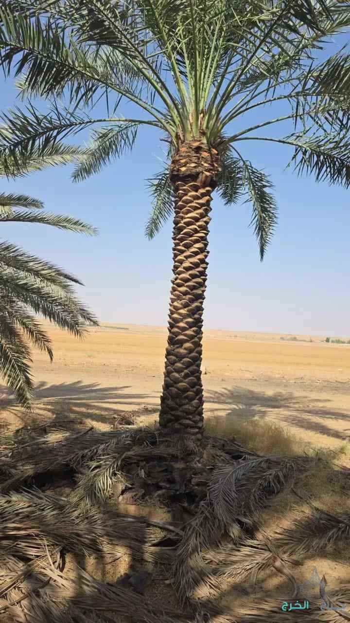 مقاول نخيل عربي وواشنطوني