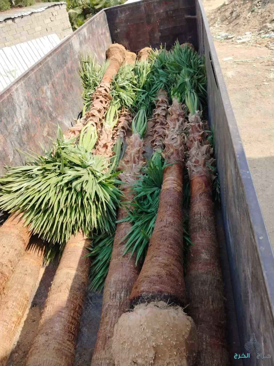 مقولات النخيل العربي وشنطة 