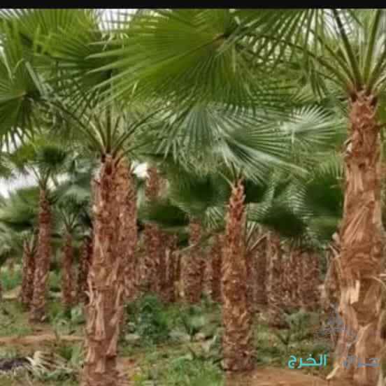 مقولات النخيل العربي وشنطة 