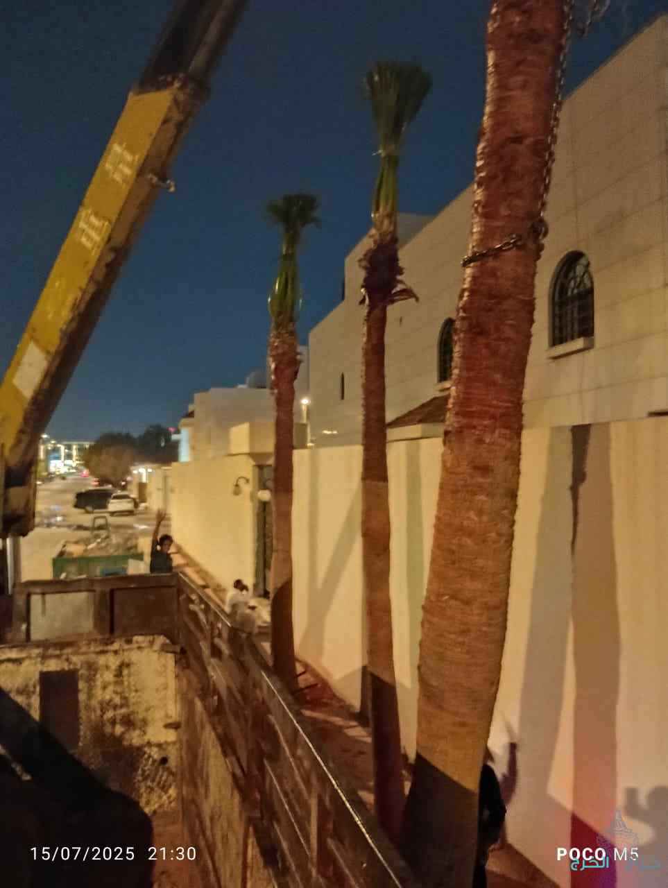 مقولات النخيل العربي وشنطة 