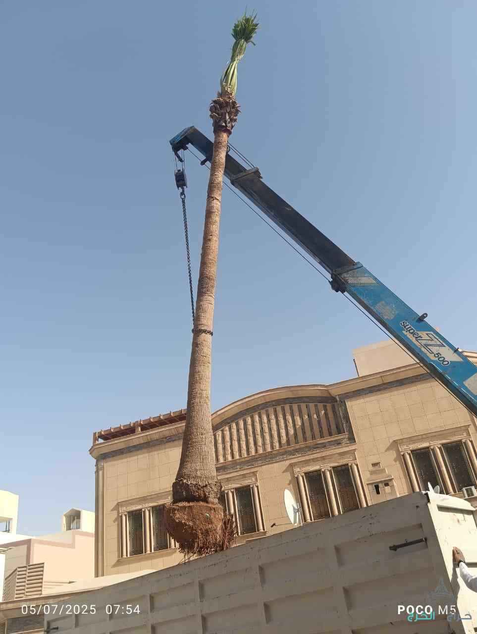 مقولات النخيل العربي وشنطة 