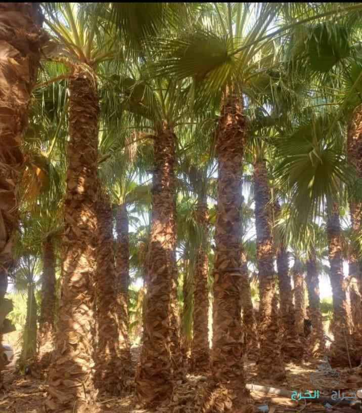 مقولات النخيل العربي وشنطة 