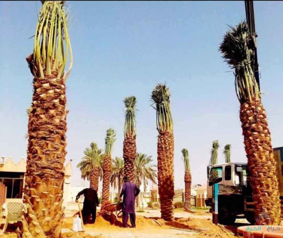 مقولات النخيل العربي وشنطة 