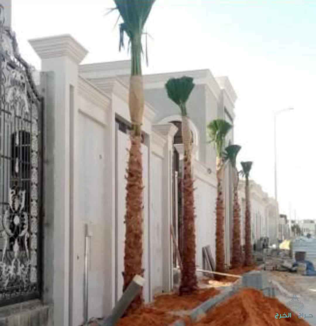 مقاول نخيل عربي وواشنطوني 