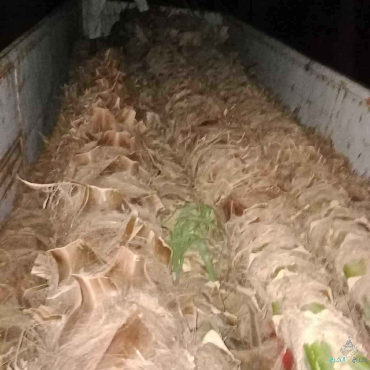 مقاول نخيل عربي وواشنطوني 