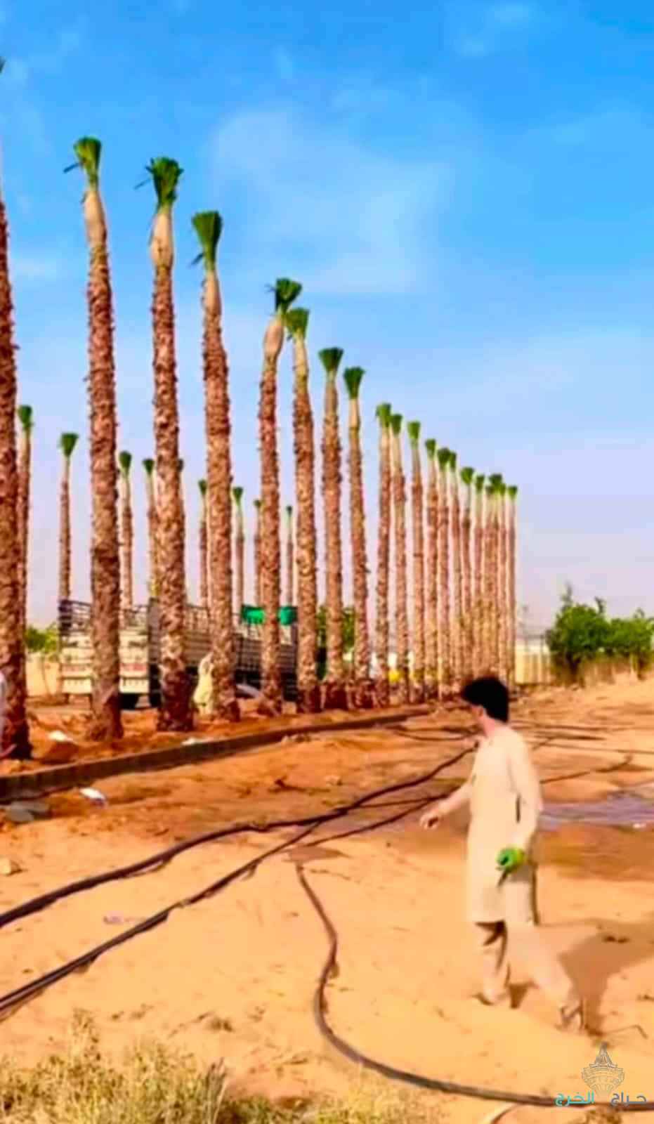 مقاول نخيل عربي وواشنطوني 