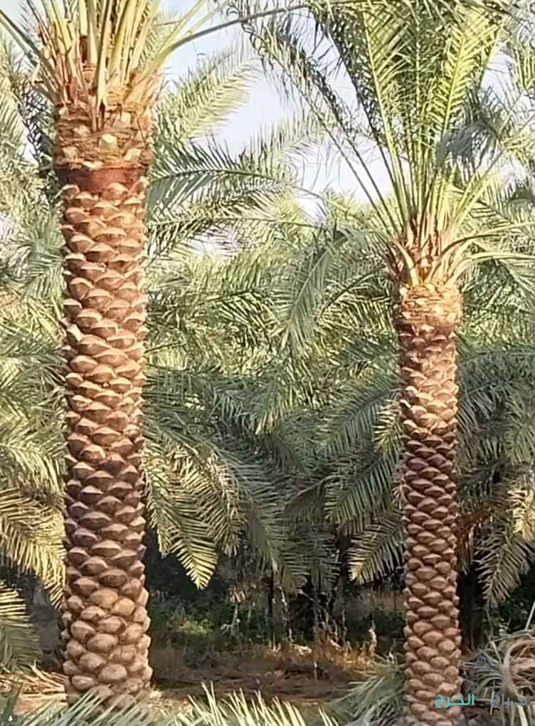 مقالات النخيل واشنطن 