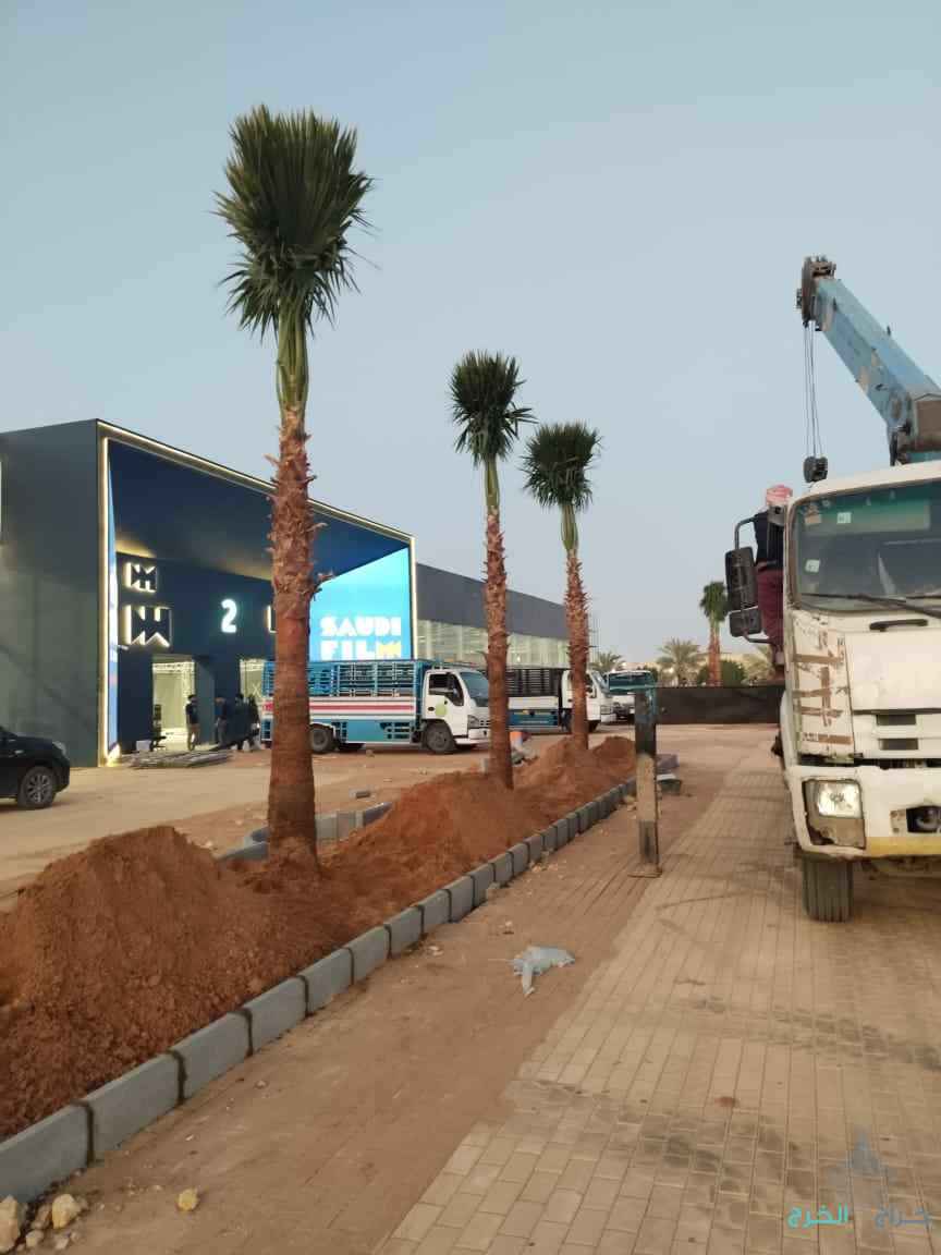 مقالات النخيل واشنطن 