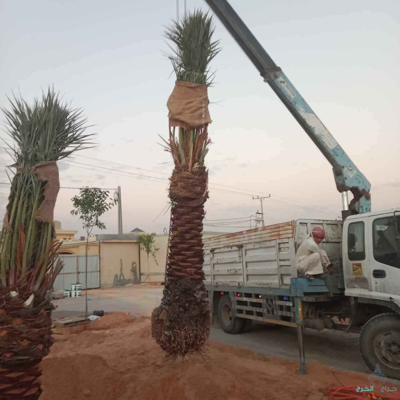 مقالات النخيل واشنطن 