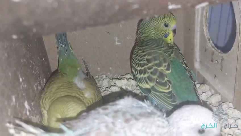 بيع فروخ بادجي