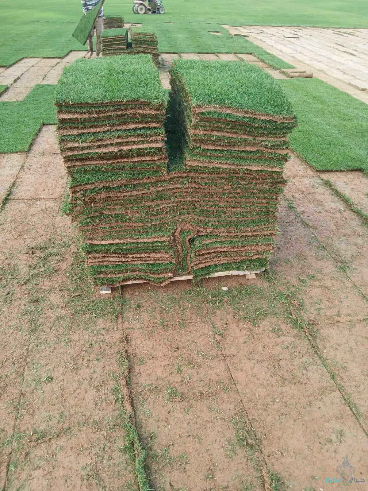 النجيله طبيعي لجميع المسطحات الخضراء حديق ملاعب استراحه 