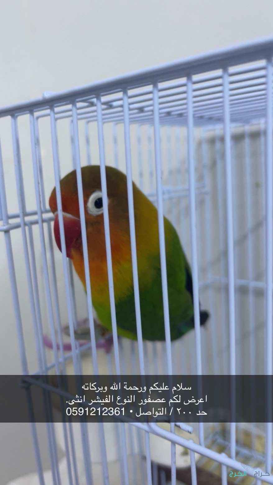 الخرج الهياثم 